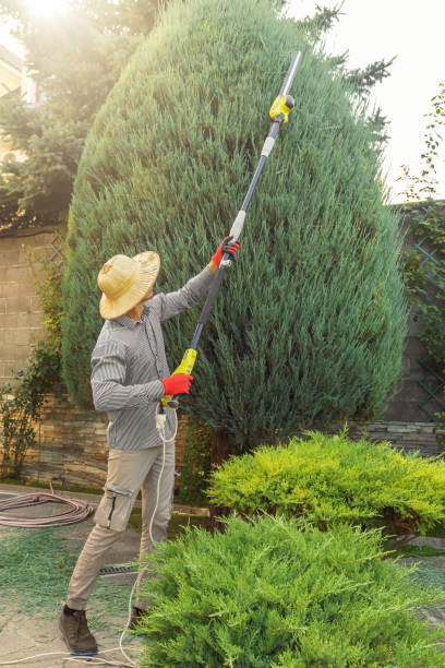 Best Tree Maintenance Programs  in Luckey, OH